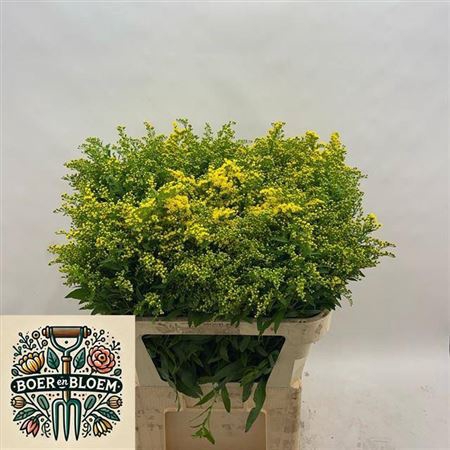 <h4>Soli Golden Glory</h4>