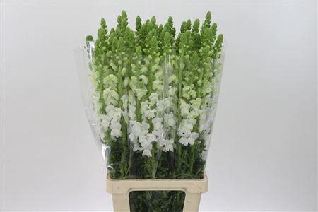 <h4>Antir Mary White</h4>