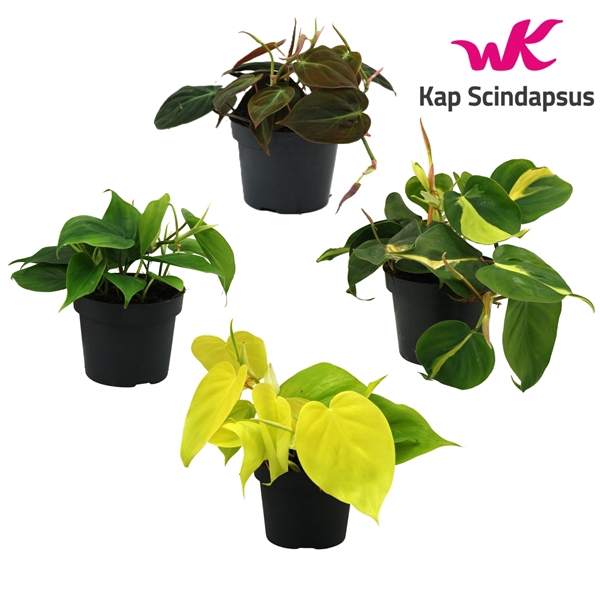 <h4>Mix Philodendron gemengd</h4>