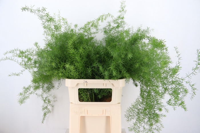 <h4>ASP DENS SPRENGERI</h4>