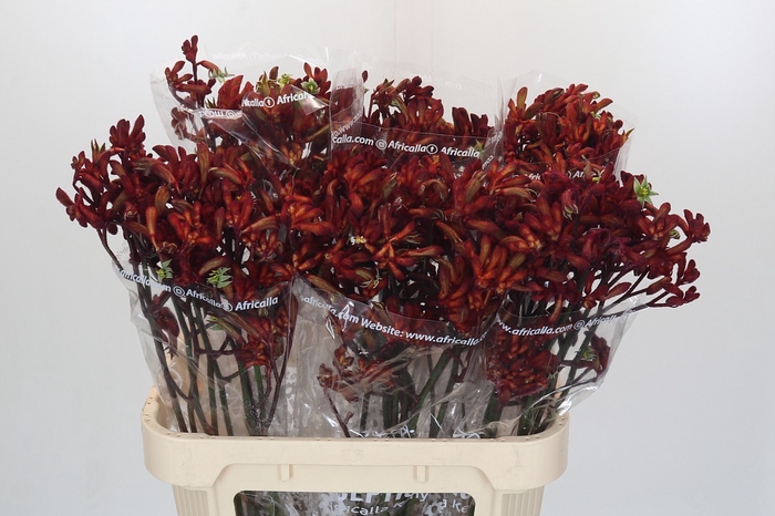 <h4>Anigozanthos Early Spring Indoor</h4>