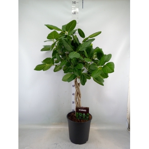 Ficus benghalensis 'Audrey'