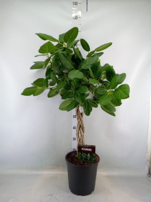 <h4>Ficus benghalensis 'Audrey'</h4>