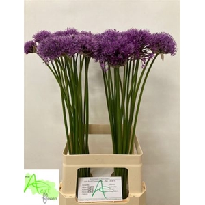 Allium Gladiator