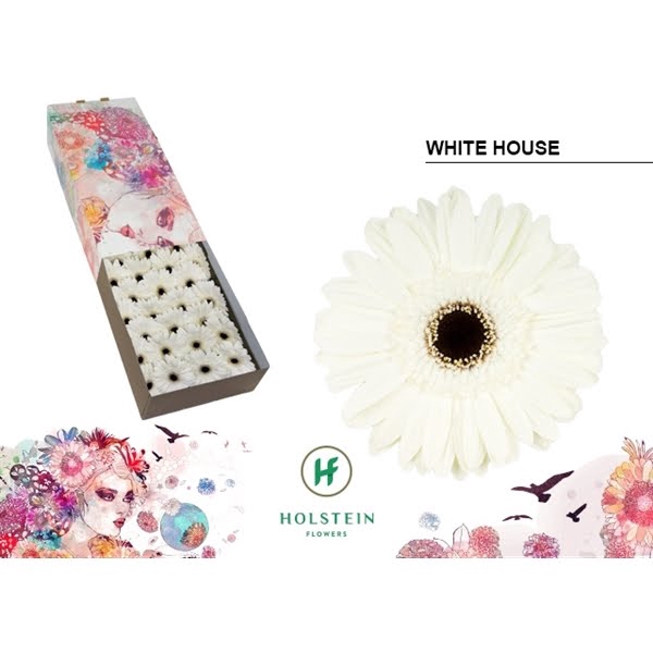 <h4>Ge Gr White House Box</h4>