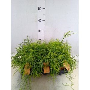 Rhipsalis baccifera 'Oasis'