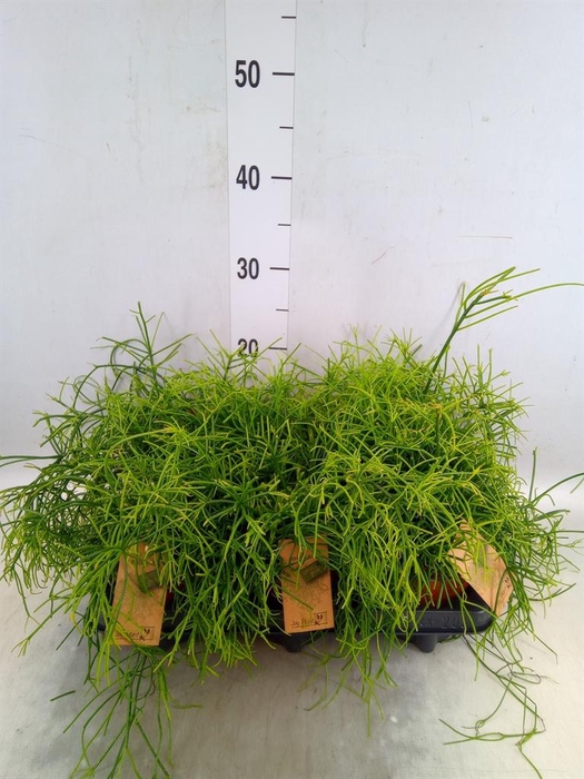 <h4>Rhipsalis baccifera 'Oasis'</h4>