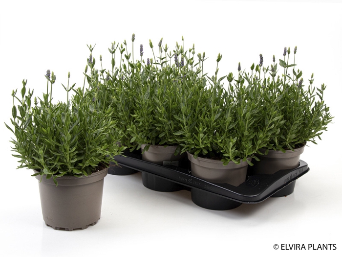 <h4>LAVANDULA ANGUSTIFOLIA p17</h4>
