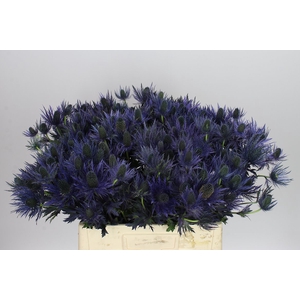 Eryngium Alpinum