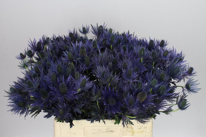 <h4>Eryngium Alpinum</h4>