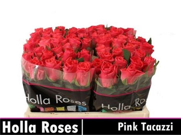 <h4>R Gr Pink Tacazzi+</h4>