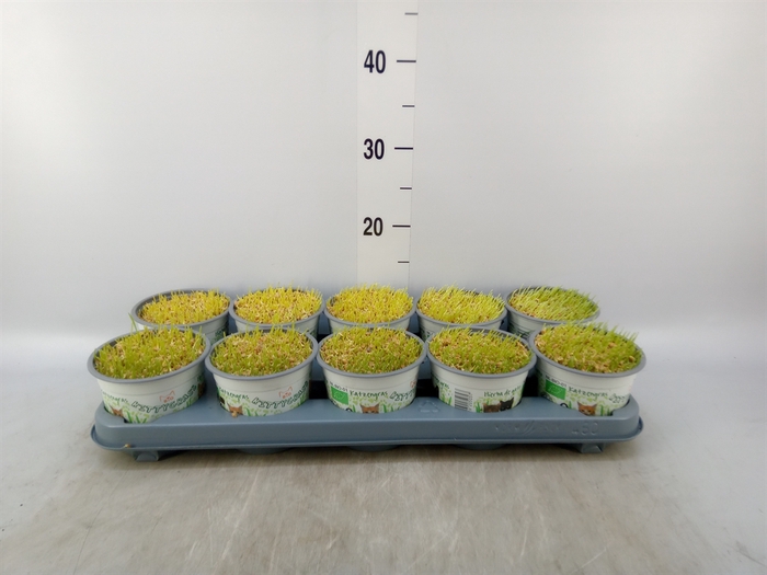<h4>Hordeum sp.   ...kattegras zaai</h4>