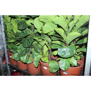 FICUS LYRATA BAMBINO P24 COMPACTO