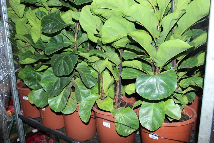 <h4>FICUS LYRATA BAMBINO P24 COMPACTO</h4>