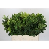 Pittosporum Nurit