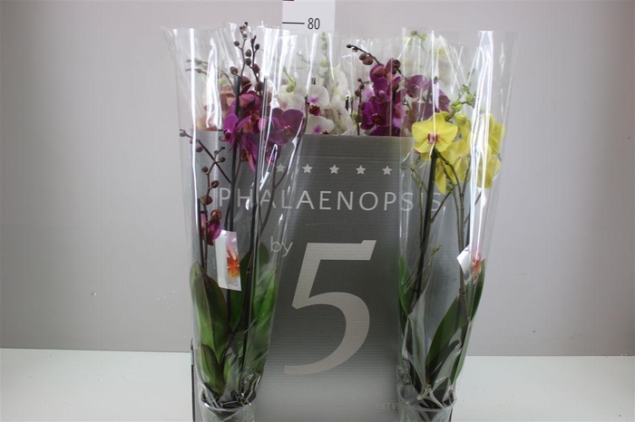 <h4>Phal Gemengd 2 Tak 18+</h4>