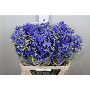 Delphinium EN 'Volkerfrieden'