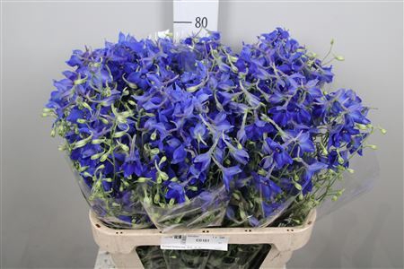 <h4>Delphinium EN 'Volkerfrieden'</h4>