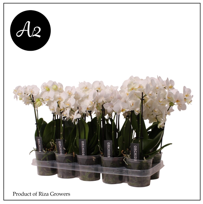 <h4>Phal. A2 Multi White - 1 spike 12cm</h4>