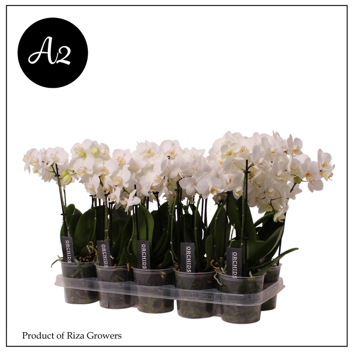 <h4>Phalaenopsis A2 Multi White 1 spike – 12cm</h4>
