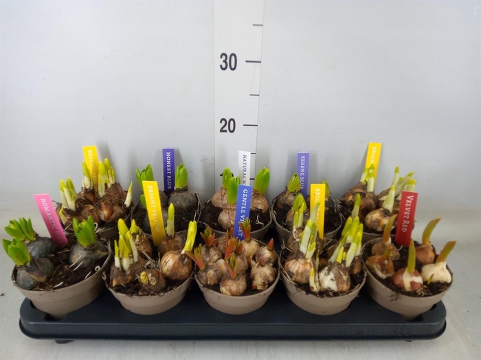 <h4>Bolbloemen   ...mix</h4>