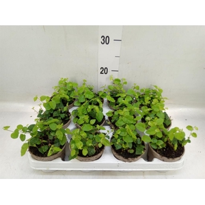 Ficus pumila 'Sunny Green'