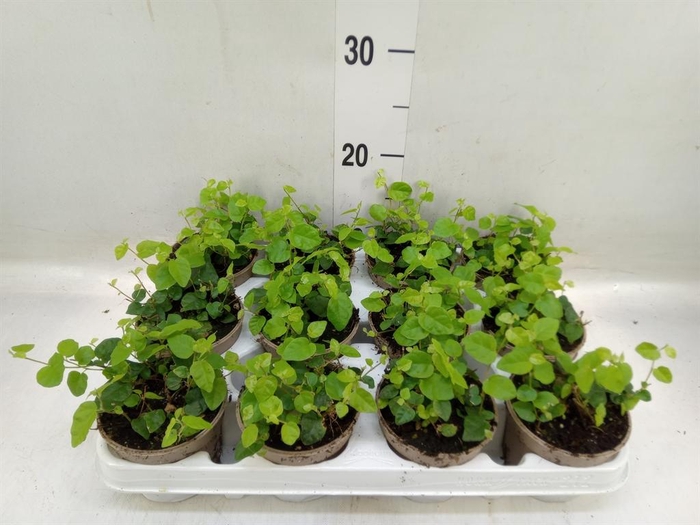 <h4>Ficus pumila 'Sunny Green'</h4>