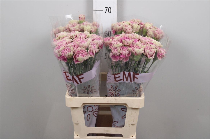 <h4>Di St Antigua</h4>