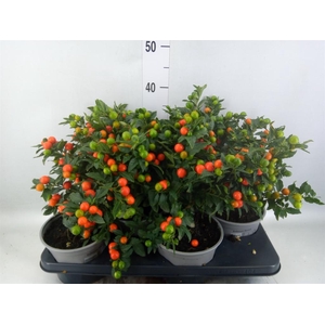 Solanum pseudocapsicum 'Bartoli'