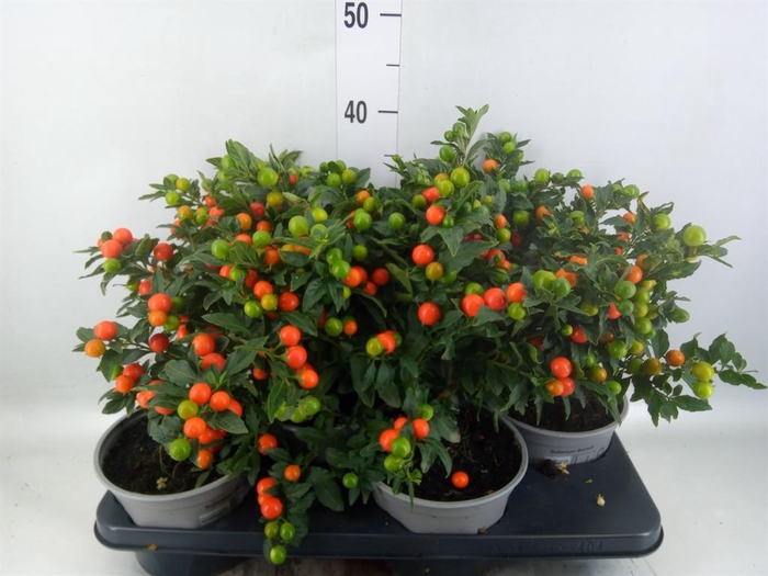 <h4>Solanum pseudocapsicum 'Bartoli'</h4>