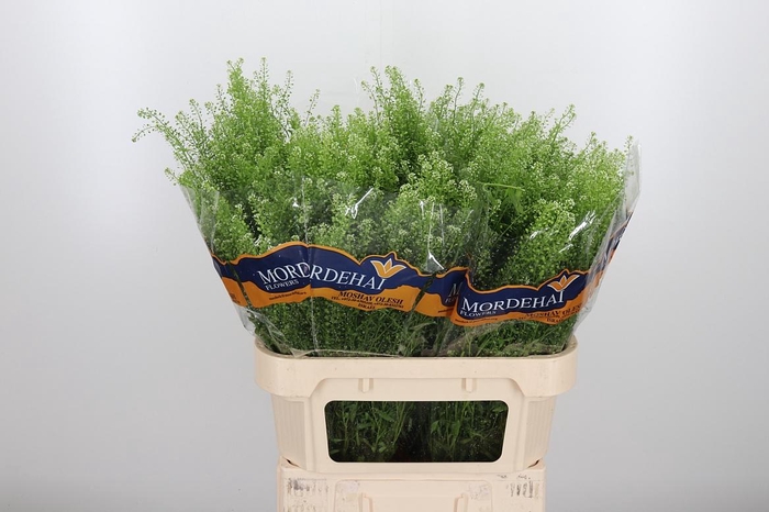 <h4>Lepidium Green Bell</h4>