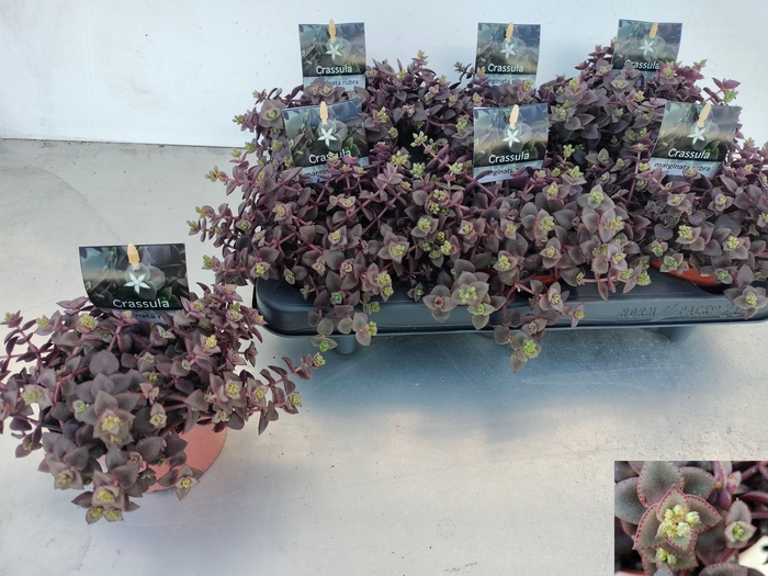 <h4>CRASS MARGINALIS</h4>