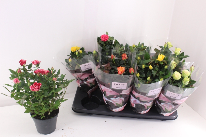 <h4>RO PATHIT GEM 5 SRT</h4>