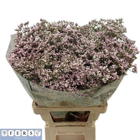 <h4>Lim Tall Pink Emille</h4>