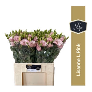 EUS G LISANNE L PINK