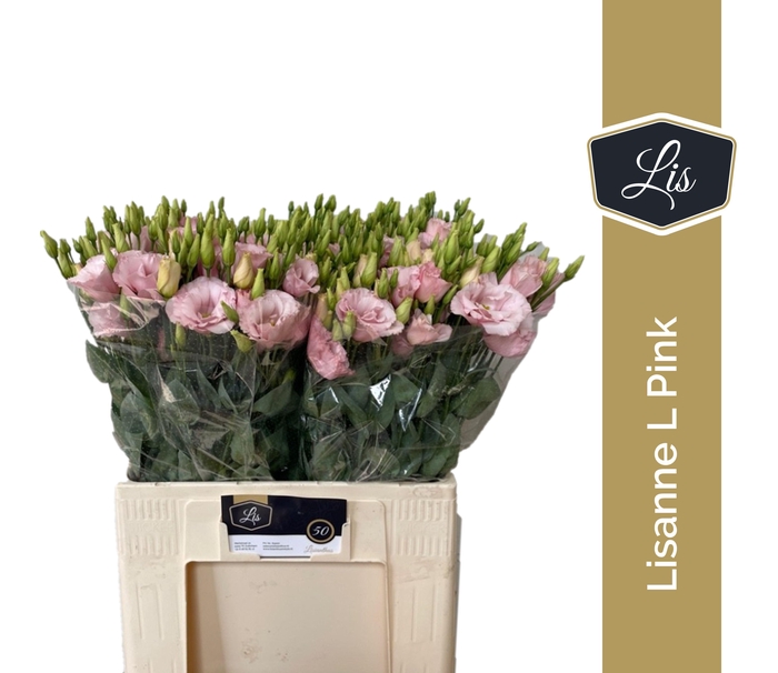 <h4>EUS G LISANNE L PINK</h4>