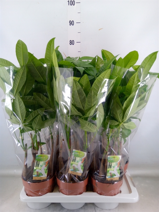 <h4>Pachira aquatica</h4>