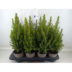 Picea glauca 'Perfecta'