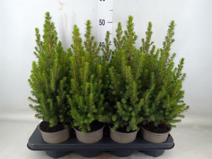<h4>Picea glauca 'Perfecta'</h4>