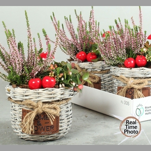 ARR TUINPLANTEN