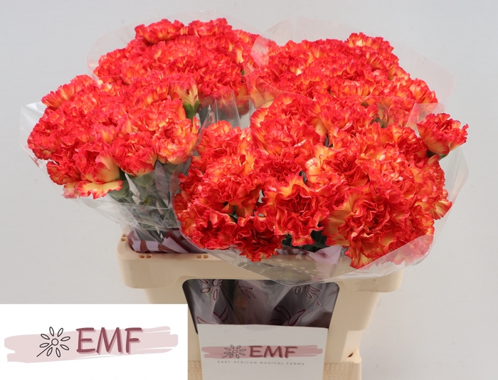 <h4>DI ST ZENIT</h4>