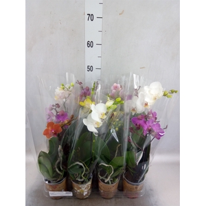 Phalaenopsis   ...mix