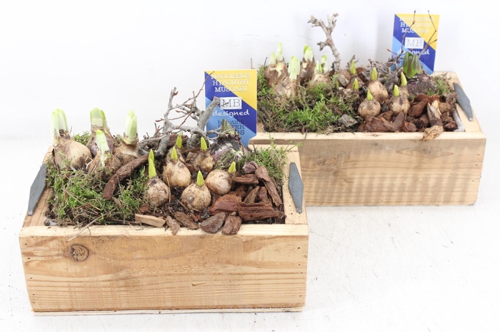 <h4>arr4 Bollenmix MB - Kist kl. 338/4</h4>