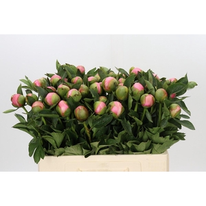 Paeonia Etched Salmon