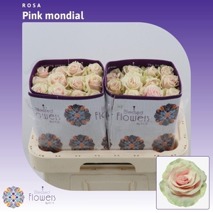 Rosa gr Pink Mondial