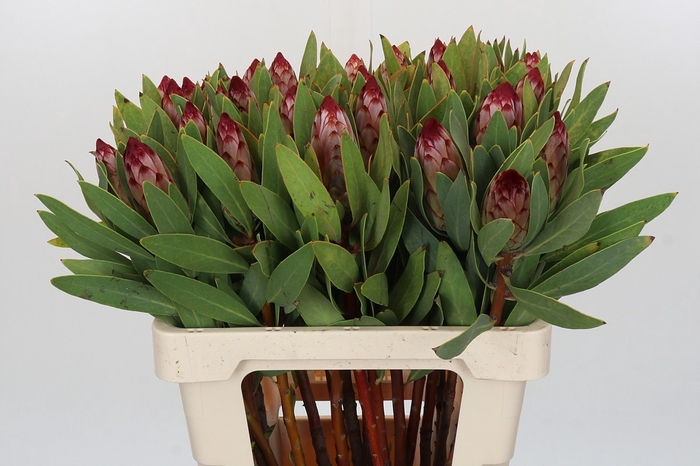 <h4>PROTEA ROBIJN</h4>