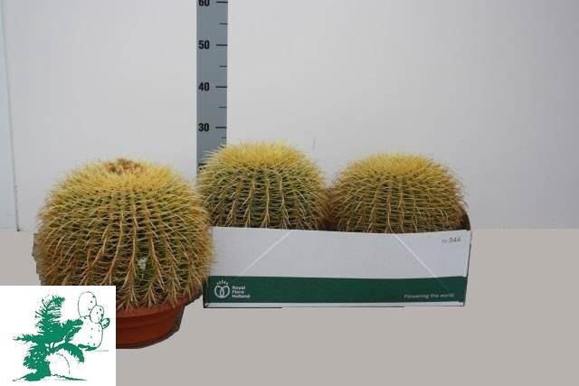 <h4>Echinocactus grusonii</h4>