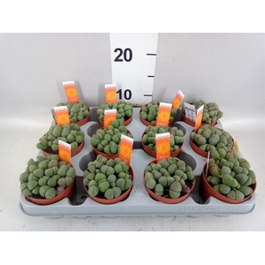 Lithops sp.