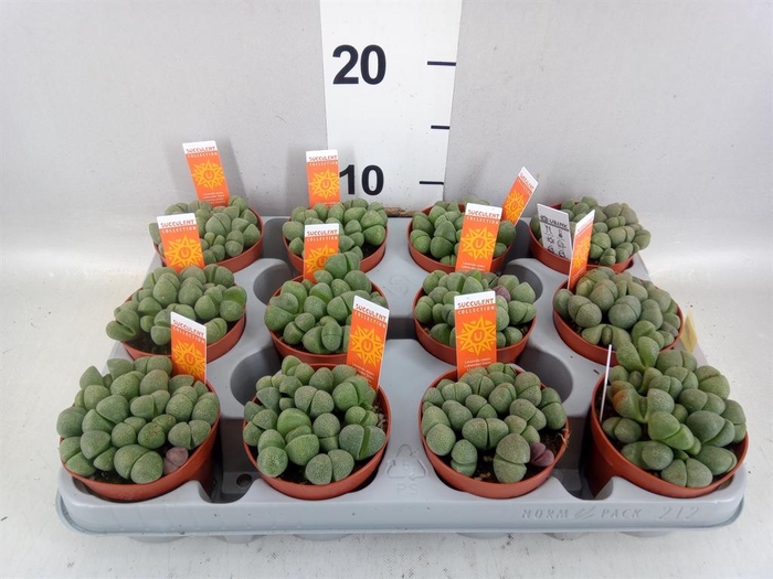 <h4>Lithops sp.</h4>