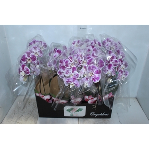 PHALAENOPSIS CASCATA P12 BICOLOR